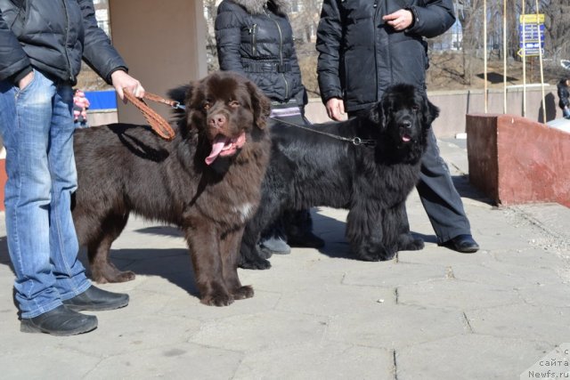 Фото: ньюфаундленд Акватория Келвин Риверданс (Aquatoriya Kelvin Riverdance), ньюфаундленд I'm Little Princess Midnight Bear