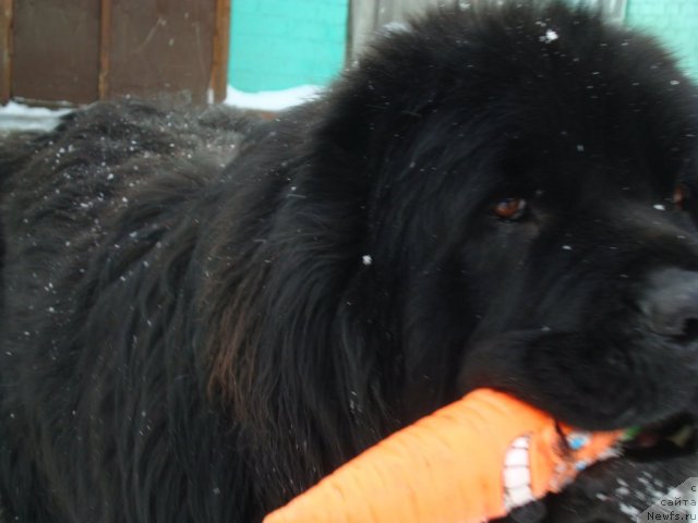 Фотография № 87365