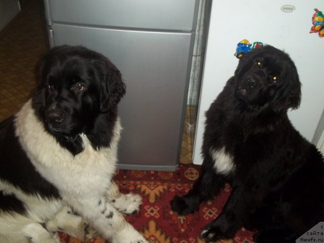 Фото: ньюфаундленд Жан Конкистадор, ньюфаундленд Жэрминаль Луи Филиппа