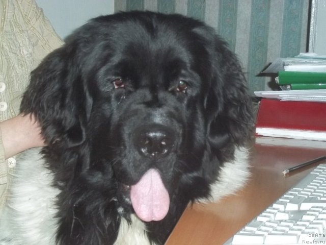 Фото: ньюфаундленд Жан Конкистадор