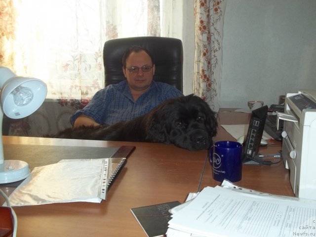 Фото: ньюфаундленд Жэрминаль Луи Филиппа