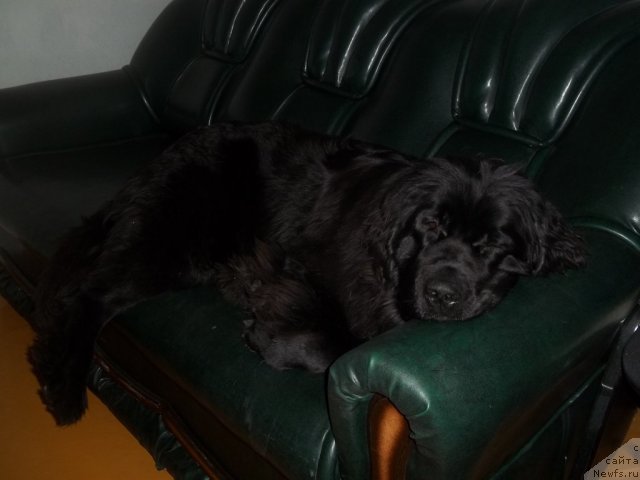 Фото: ньюфаундленд Жэрминаль Луи Филиппа