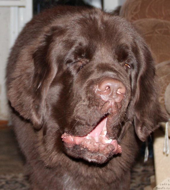 Фото: ньюфаундленд Обуш Шед Янтарный Поцелуй