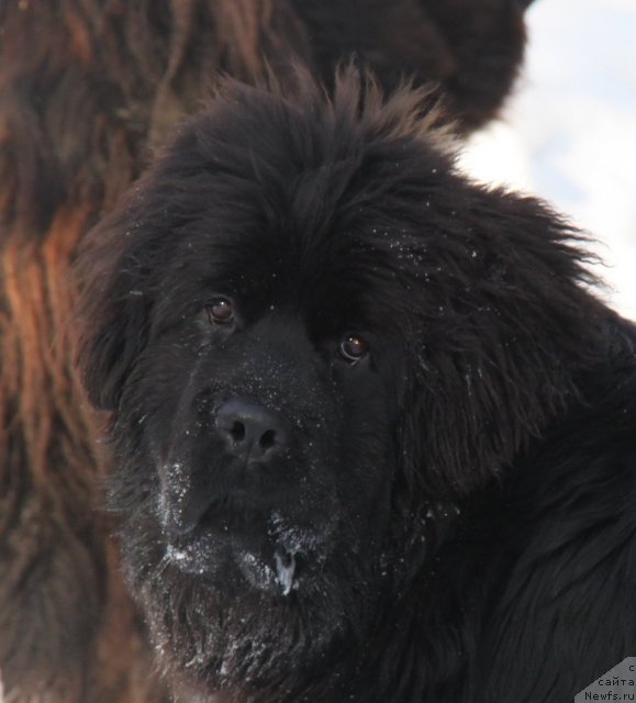 Фотография № 87394