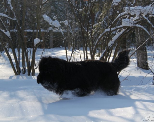 Фотография № 87397