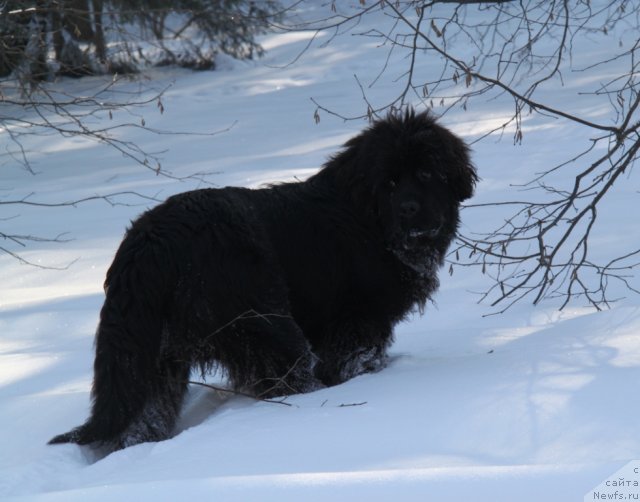 Фото: ньюфаундленд С'Нежная Вьюга Амороне Сартори (S'Nezhnaya Vjuga Amorone Sartori)