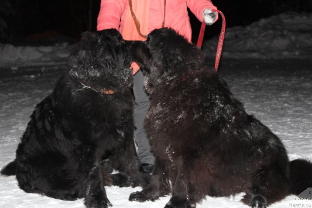 Фото: Омар Шериф и, ньюфаундленд Оливрико Аурика (Olivriko Aurika)