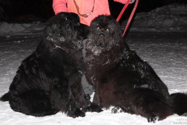 Фото: Омар Шериф и, ньюфаундленд Оливрико Аурика (Olivriko Aurika)