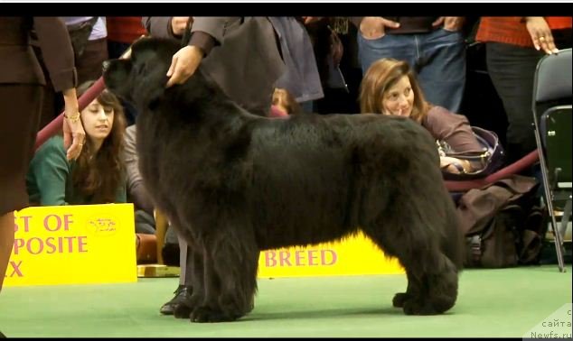 Фотография № 87419