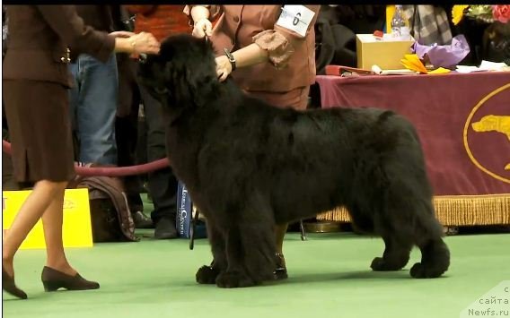 Фотография № 87423