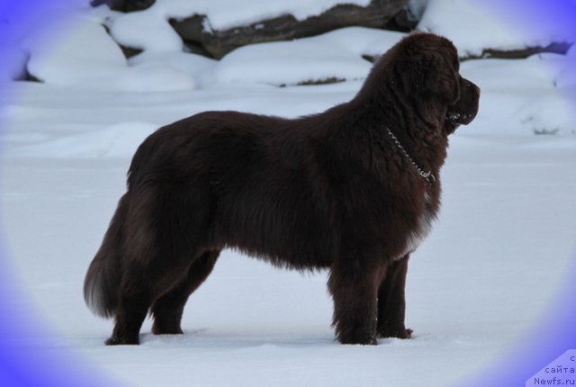 Фото: ньюфаундленд Обуш Шед Янтарный Поцелуй