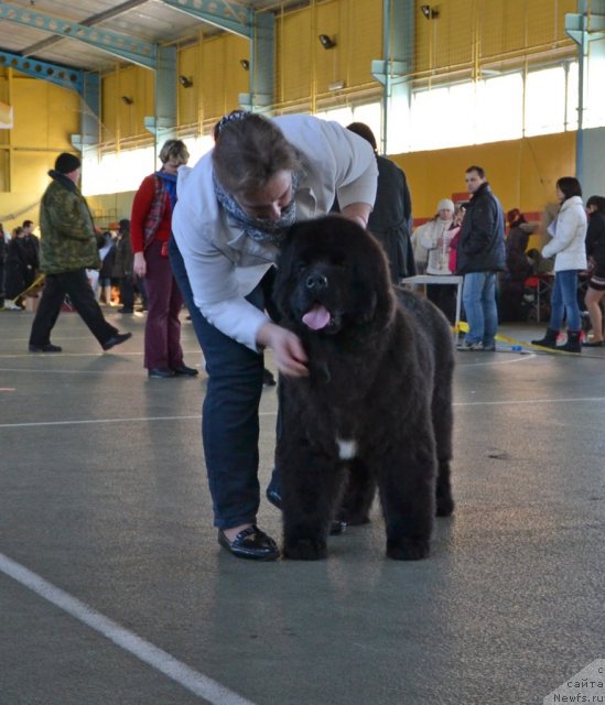 Фото: Like Father Like Son Midnight Bear aka Fly