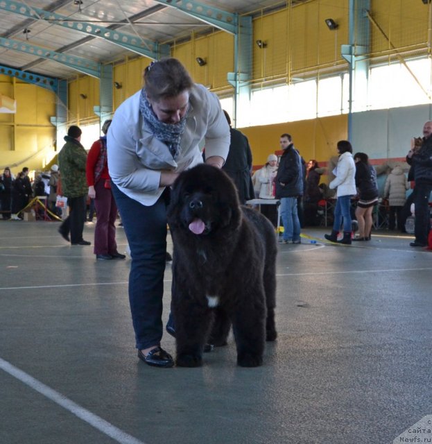 Фото: Like Father Like Son Midnight Bear aka Fly