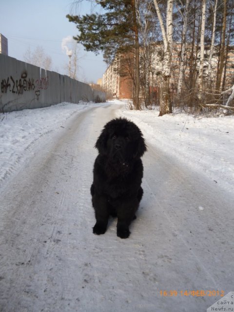 Фото: ньюфаундленд Августин Пермский Медведь