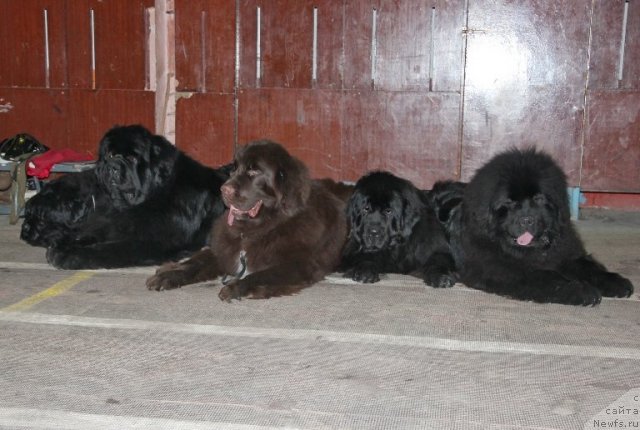 Фото: ньюфаундленд Ньюфорт Натали (Njufort Natali), ньюфаундленд King of Helluland I'm Precious, ньюфаундленд Обуш Шед Янтарный Поцелуй, ньюфаундленд Их Высочество Глория Айрис (Ih Visochestvo Gloria Airis), ньюфаундленд С'Нежная Вьюга Армандо Паруссо (S'Nezhnaya Vjuga Armando Parusso)