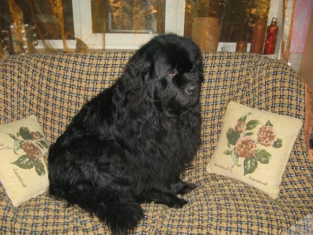 Фото: ньюфаундленд Царевич Славный из Медвежьего Яра (Tsarevich Slavny iz Medvejyego Yara)