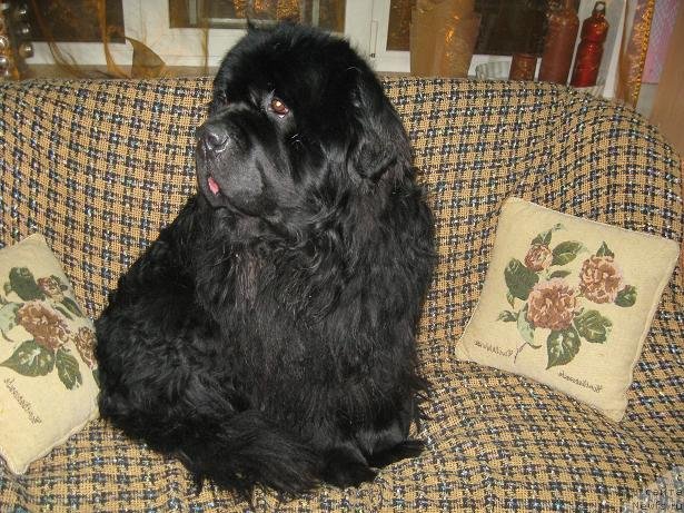 Фото: ньюфаундленд Царевич Славный из Медвежьего Яра (Tsarevich Slavny iz Medvejyego Yara)