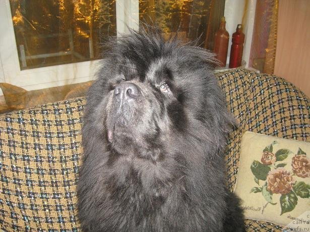 Фото: ньюфаундленд Захар из Медвежьего Яра