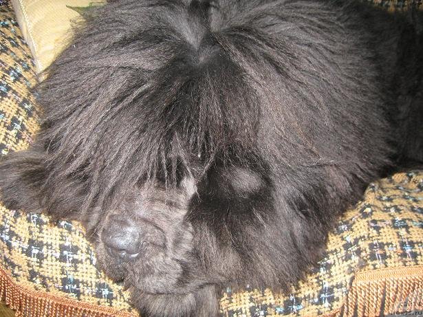 Фото: ньюфаундленд Захар из Медвежьего Яра