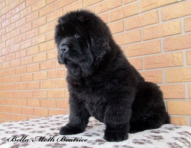 Фото: ньюфаундленд Бэлла Мосс Беатриче