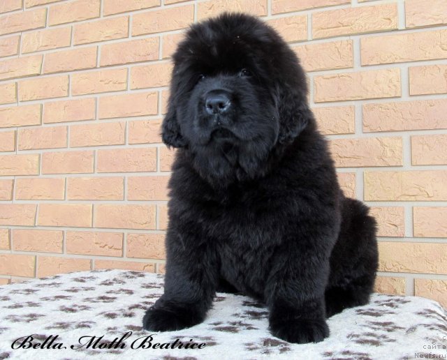 Фото: ньюфаундленд Бэлла Мосс Беатриче