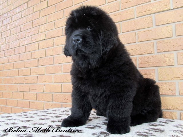 Фото: ньюфаундленд Бэлла Мосс Беатриче