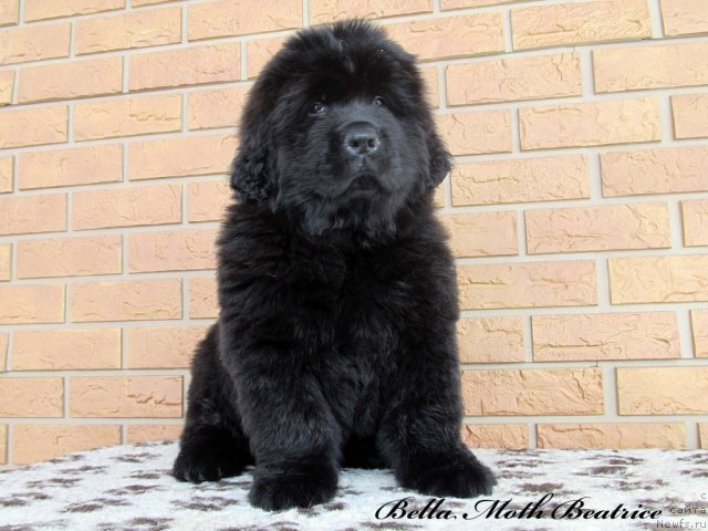 Фото: ньюфаундленд Бэлла Мосс Беатриче