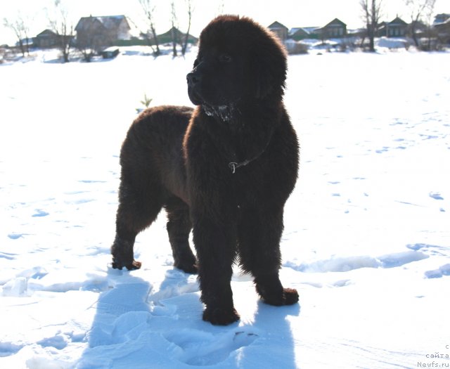 Фото: ньюфаундленд Звездный Дар Афродита (Zvezdnij Dar Afrodita)