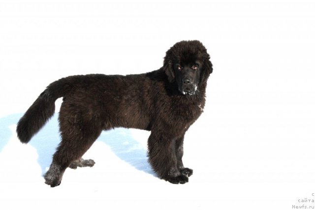 Фото: ньюфаундленд Звездный Дар Афродита (Zvezdnij Dar Afrodita)