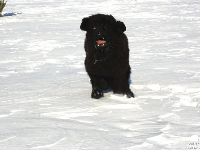 Фотография № 87532