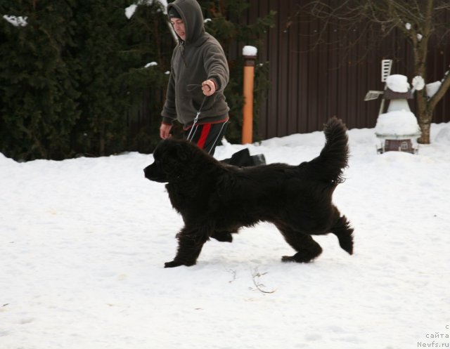 Фото: ньюфаундленд Сент Джонс Хендсел фо Ми (Sent Djons Handsel for Me)