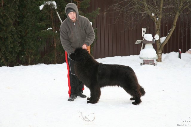 Фото: Александр Розенфельд, ньюфаундленд Сент Джонс Хендсел фо Ми (Sent Djons Handsel for Me)