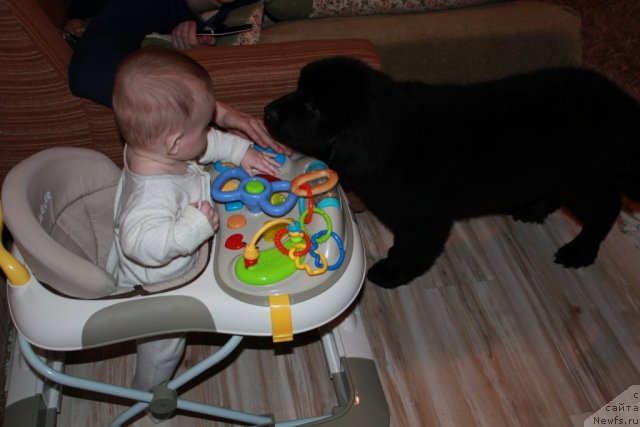 Фото: ньюфаундленд Сент Джонс Ю Май Лав