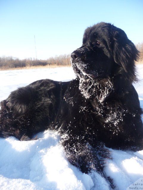 Фото: ньюфаундленд Мирабелла из Тихого Омута