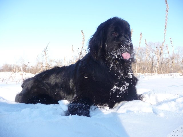 Фото: ньюфаундленд Мирабелла из Тихого Омута