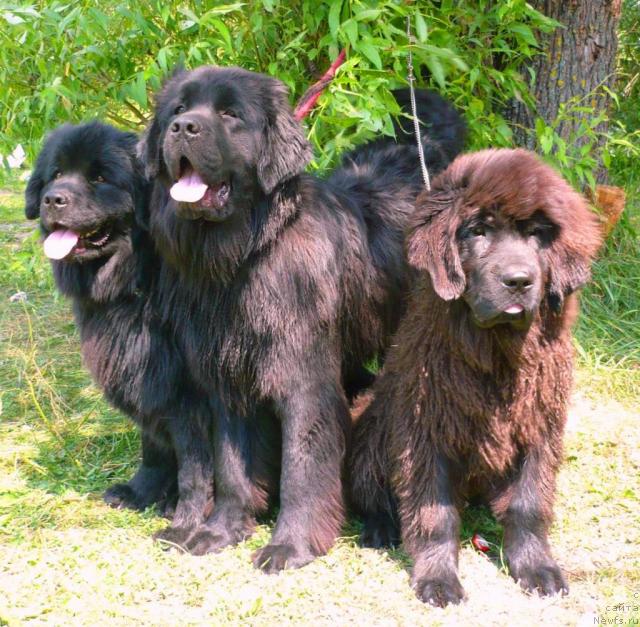 Фото: ньюфаундленд Афелина Феничка Принцесса Сибири, ньюфаундленд Ундина Белл-Айл от Цацибы (Undina Bell-Ail ot Tsatsyby), ньюфаундленд Отрада Моя от Сибирского Медведя