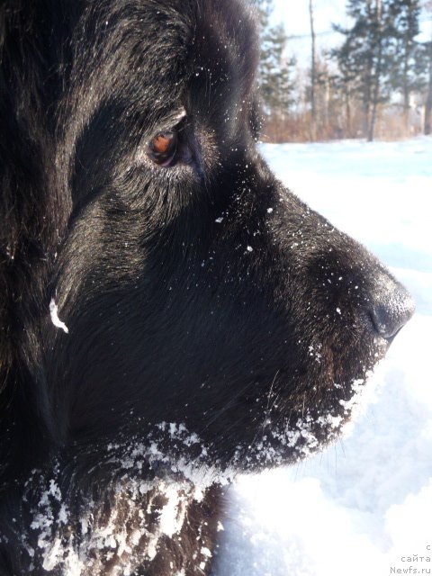 Фото: ньюфаундленд Мирабелла из Тихого Омута