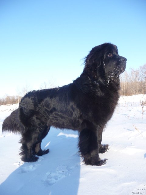 Фото: ньюфаундленд Мирабелла из Тихого Омута