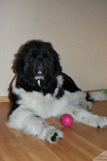 Фото: ньюфаундленд Чеддер Форд от Сибирского Медведя