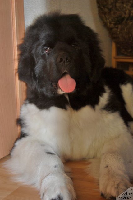 Фотография № 87588