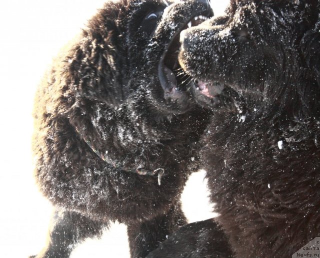 Фото: ньюфаундленд Звездный Дар Афродита (Zvezdnij Dar Afrodita), ньюфаундленд Ньюфорт Бай'ю Тиана