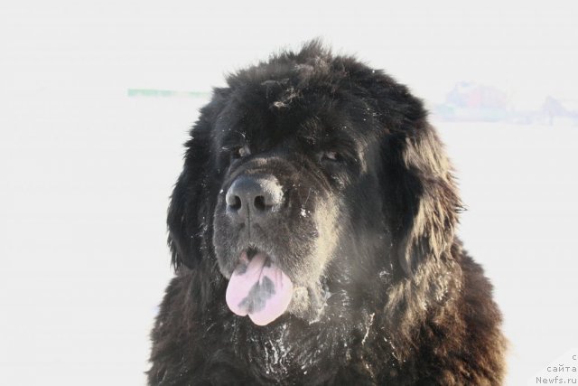Фото: ньюфаундленд Лесная Сказка Руслана