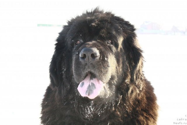 Фото: ньюфаундленд Лесная Сказка Руслана