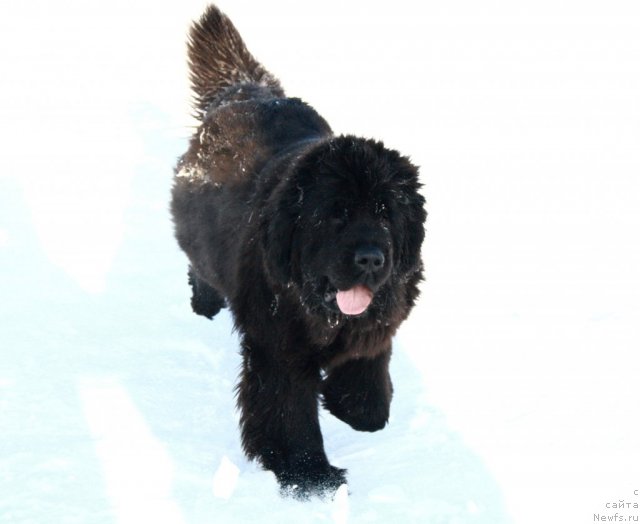 Фото: ньюфаундленд Ньюфорт Бай'ю Тиана