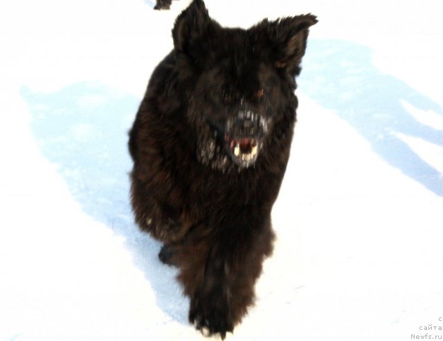 Фотография № 87596