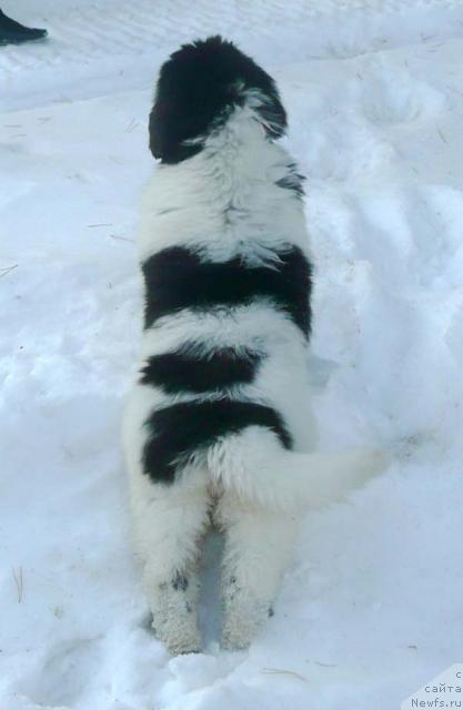 Фото: ньюфаундленд Плюшевая Панда Ла Белла