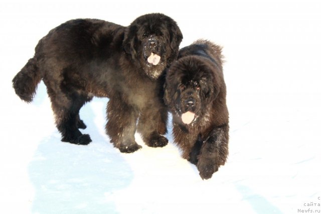 Фотография № 87600