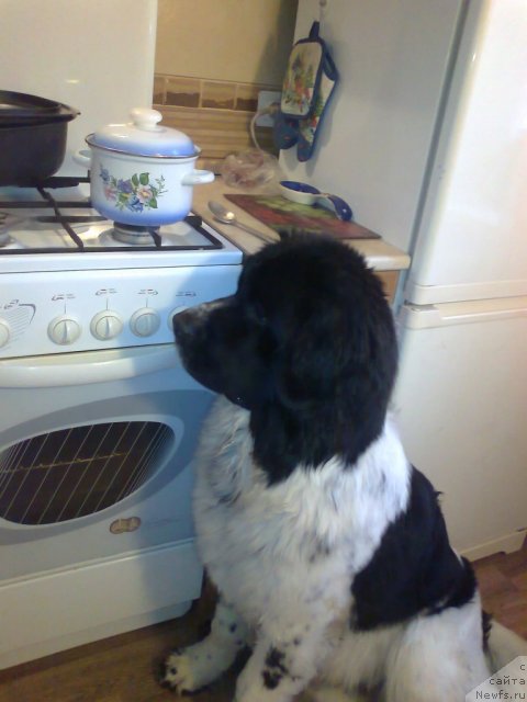 Фото: Блэк Диамонд Агидель от Потапа Теодорро, Александра Карзенкова