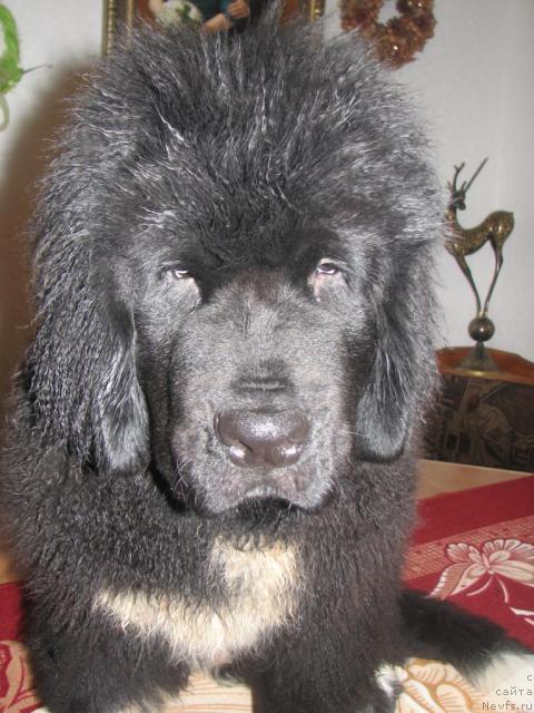 Фото: ньюфаундленд Робертино Раскошный Мальчишка Отарго Аютка (Robertino Roskoshny Malchishka Otargo Ayutka)