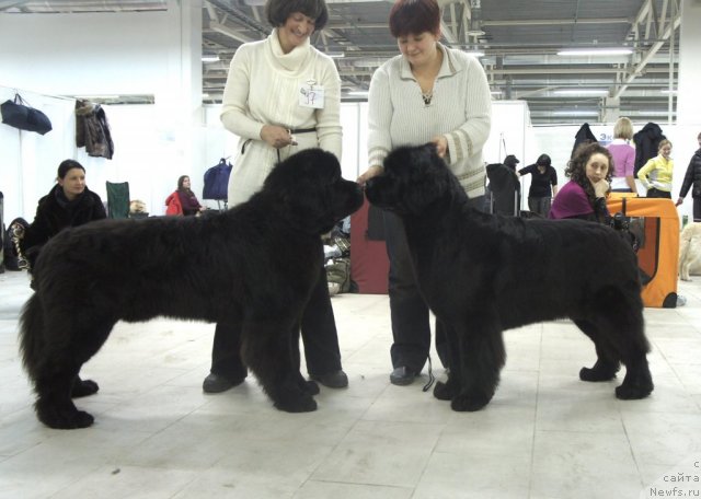 Фото: ньюфаундленд Смигар Гордон-Феллоу (Smigar Gordon Fellow), ньюфаундленд Смигар Галакси Шелл Вин (Smigar Galaxsy Shall Win)